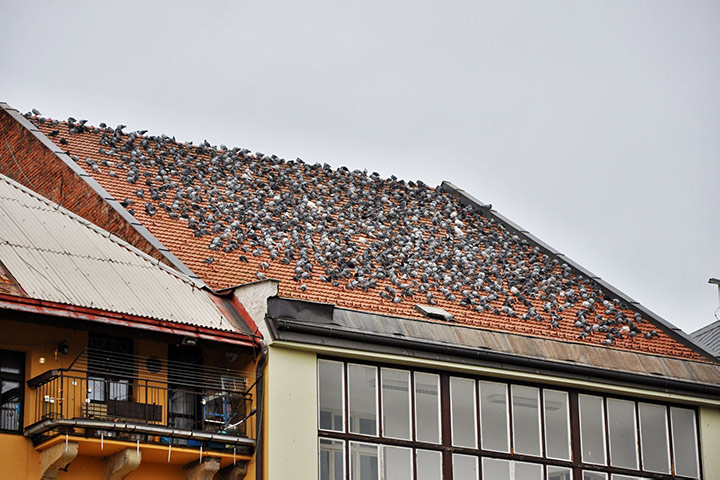 A2B Pest Control are able to install spikes to deter birds from roofs in Ashington. 