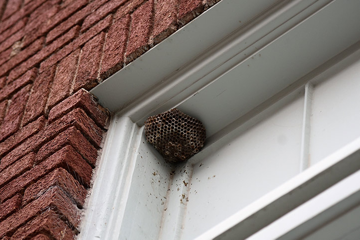 We provide a wasp nest removal service for domestic and commercial properties in Ashington.
